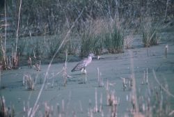 Black-crowned Night Heron Hunting in Marsh Image