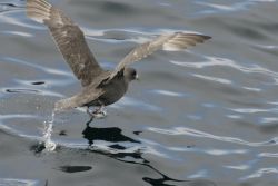 Northern Fulmar, Chagulak Island Image