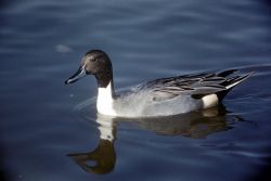 Northern Pintail Duck Male Image