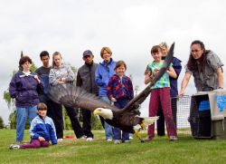 Eagle Release During Migratory Bird Day 2005 Image