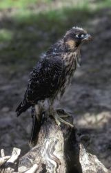 Young Peregrine Falcon Image