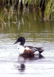 Northern Shoveler Image