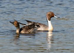 Northern Pintail Pair Image