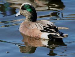 American Wigeon Drake Image