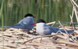 Arctic Terns Image