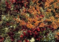 Bearberry and Dwarf Birch Image