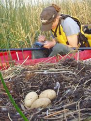 Collecting data on a swan nest Image