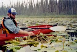 Checking a grebe nest among the lilies Image