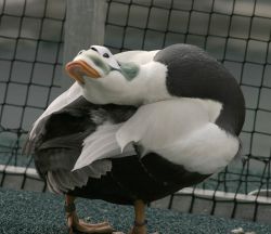 Spectacled Eider Male Image