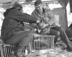 Amchitka Island Goose Release 1971 Image