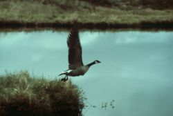 Canada Goose Taking Flight Image