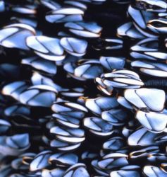 Gooseneck Barnacle Image