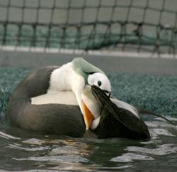 Spectacled Eider Male Image