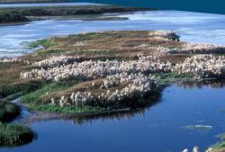 Cottongrass on Selawik River Image