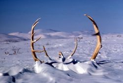 Caribou Antlers in the Snow Image