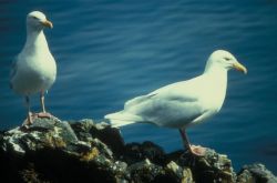 Glaucous Gulls Image