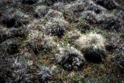 Tussocks Image