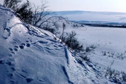 Noatak River in Winter Image