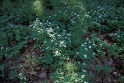 Alaska Wildflowers Image