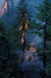 Forest Fire Image