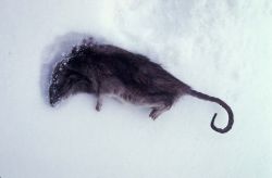 Norway rat killed in St. Paul Island prevention program Photo