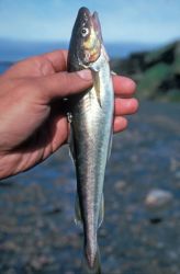 Arctic Cod Image