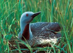 Red-throated Loon Image