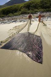 Forage fish research, Big Koniuji Island, Shumagins Image