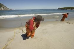 Forage fish research, Big Koniuji Island, Shumagins Image