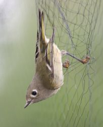 Ruby-crowned Kinglet in Mist Net Image