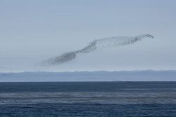 Auklet Cloud, Kasatochi Island Image