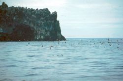 Auklet Image