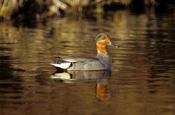 Green-winged Teal Image