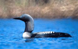 Pacific Loon Image