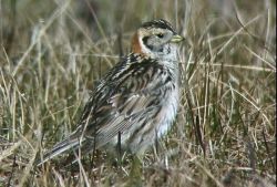 Lapland Longspur Image