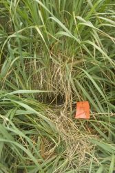 Fork-tailed Storm-Petrel burrow, Ulak Island Image