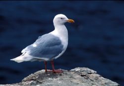 Glaucous Gull Image