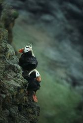 Tufted Puffin Pair Image