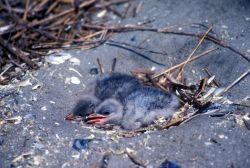 Caspian Tern Chicks in Nest Image