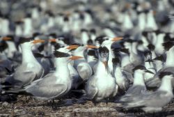 Royal Terns Image