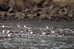 Common Murres on the Water Image