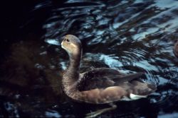 Lesser Scaup Image