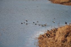 Green-winged Teals Image