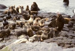 Fur Seal Colony at Haulout Image