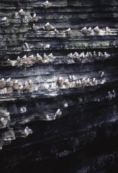 Gull Rookery Image