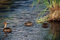 Northern Pintail Brood Image