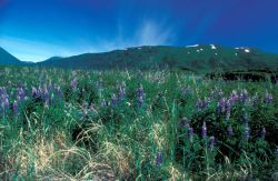 Lupines on Kodiak Photo