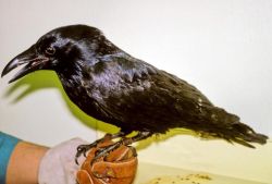 Raven in Hand Image