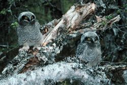 Northern Hawk Owl Chicks Image