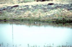 Garganey Duck Image